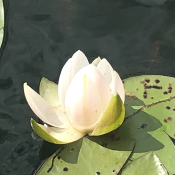 Meet your Posher, Adrienne - Picture 1 of 1